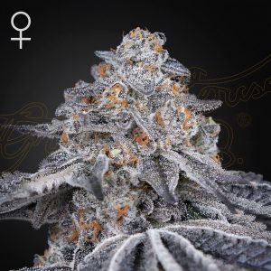 Velvet Moon - Green House Seeds - feminisierte Samen