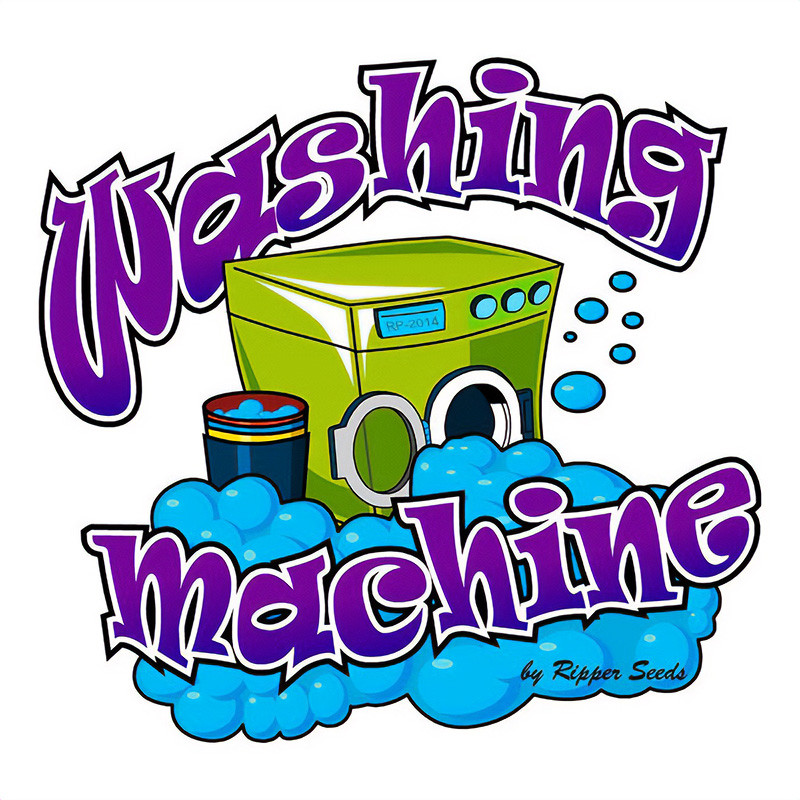 Washing Machine feminisierte Cannabissamen, Ansicht 2