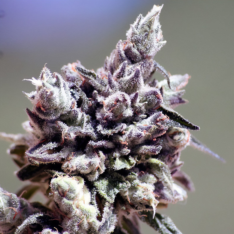Washing Machine - Ripper Seeds - feminisierte Samen