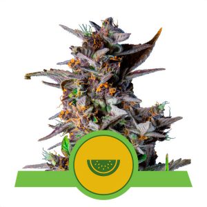 Watermelon - Royal Queen Seeds - Autoflowering Samen