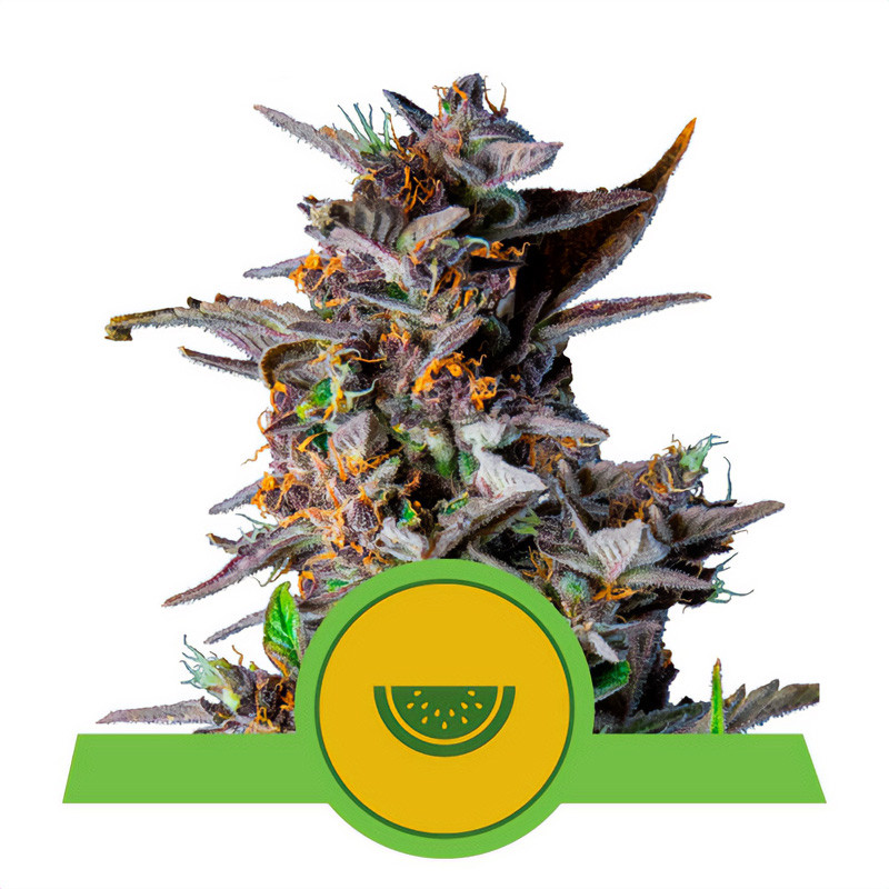 Watermelon - Royal Queen Seeds - Autoflowering Samen