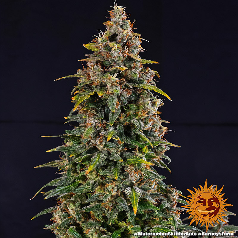 Watermelon Zkittlez Auto autoflowering Cannabissamen, Ansicht 2