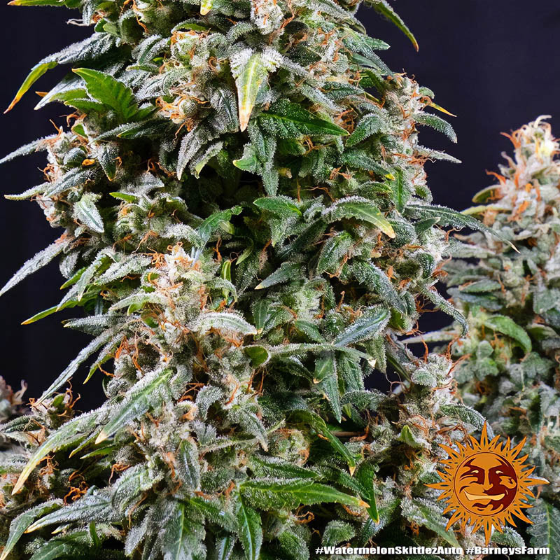 Watermelon Zkittlez Auto autoflowering Cannabissamen, Ansicht 3