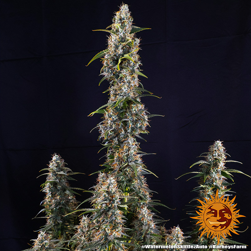 Watermelon Zkittlez Auto autoflowering Cannabissamen, Ansicht 4