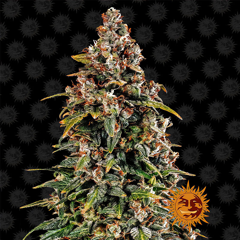 Watermelon Zkittlez Auto - Barney's Farm - Autoflowering Samen
