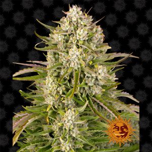 Wedding Cake Auto - Barney's Farm - Autoflowering Samen