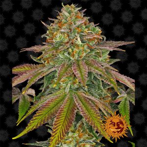 Wedding Cake - Barney's Farm - feminisierte Samen