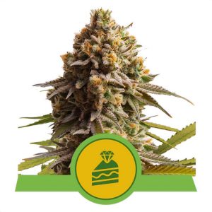 Wedding Cake - Royal Queen Seeds - Autoflowering Samen