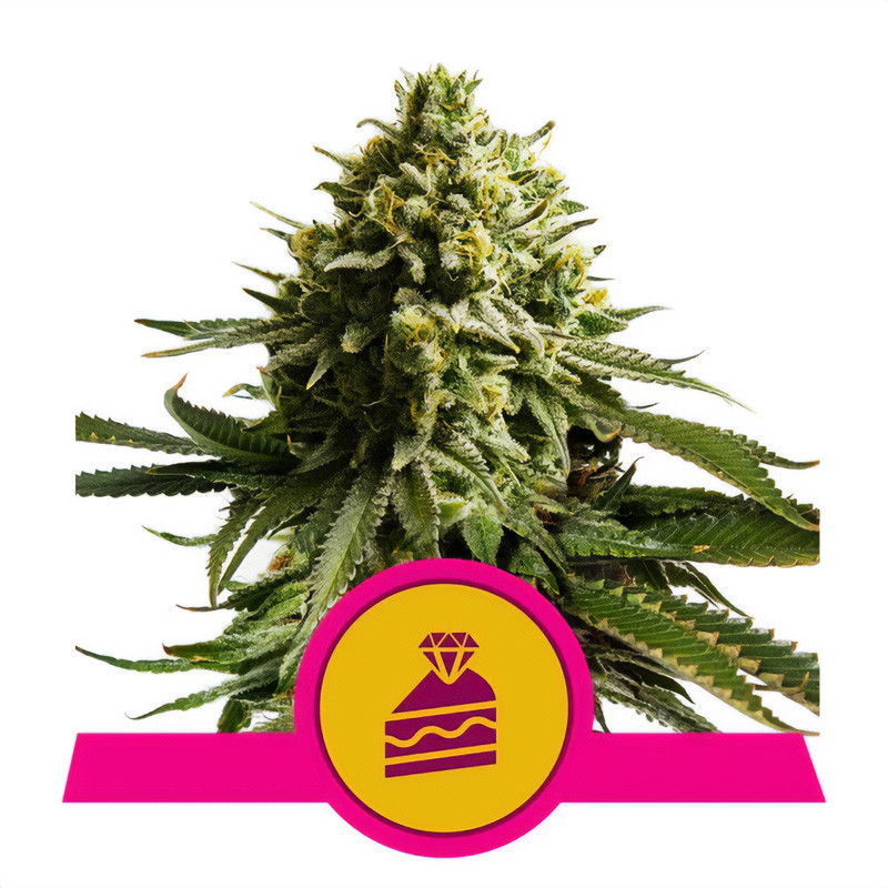 Wedding Cake - Royal Queen Seeds - feminisierte Samen
