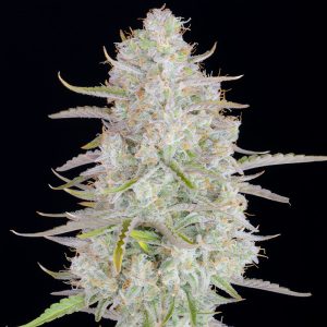 Wedding Cheesecake Auto - FastBuds - Autoflowering Samen