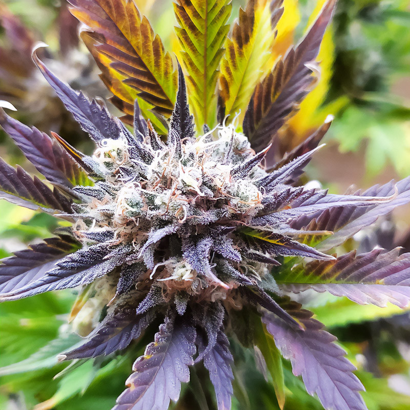 West Coast OG Auto autoflowering Cannabissamen, Ansicht 3