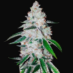 West Coast OG Auto - FastBuds - Autoflowering Samen