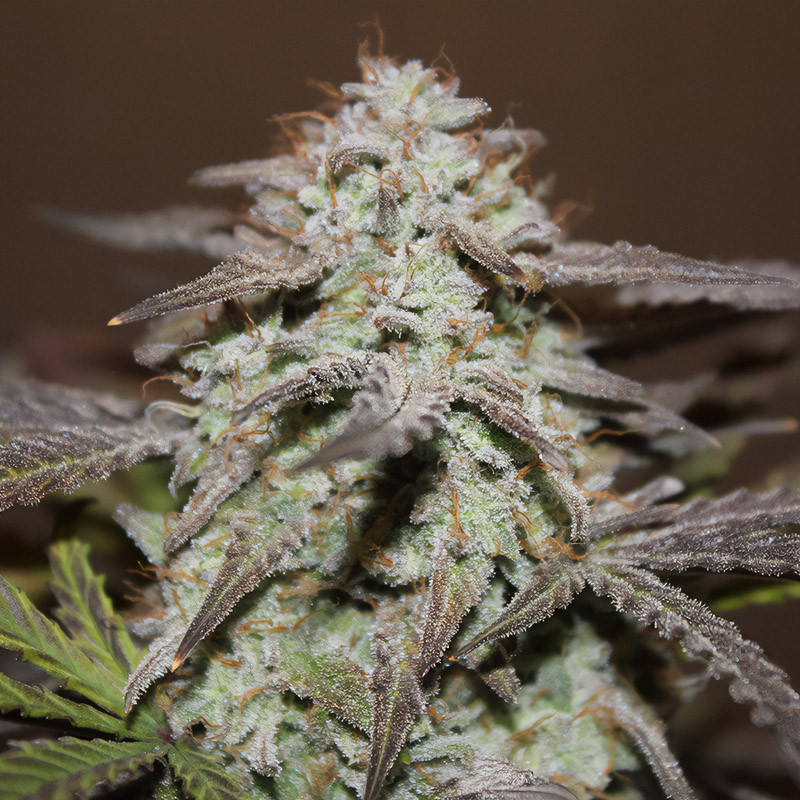 West Coast OG Auto autoflowering Cannabissamen, Ansicht 4