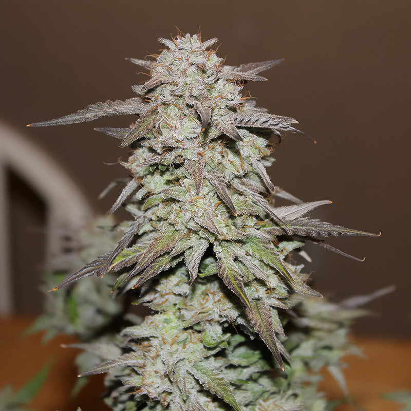 West Coast OG Auto autoflowering Cannabissamen, Ansicht 5