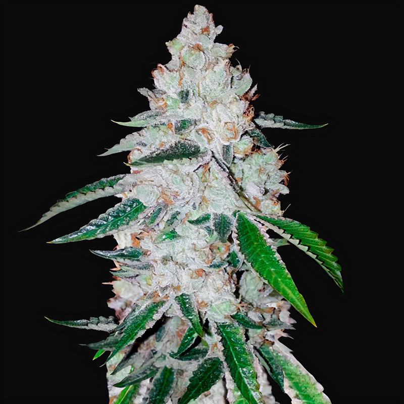 West Coast OG Auto - FastBuds - Autoflowering Samen