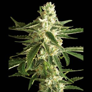 White Diesel Haze Auto - Sensi Seeds - Autoflowering Samen