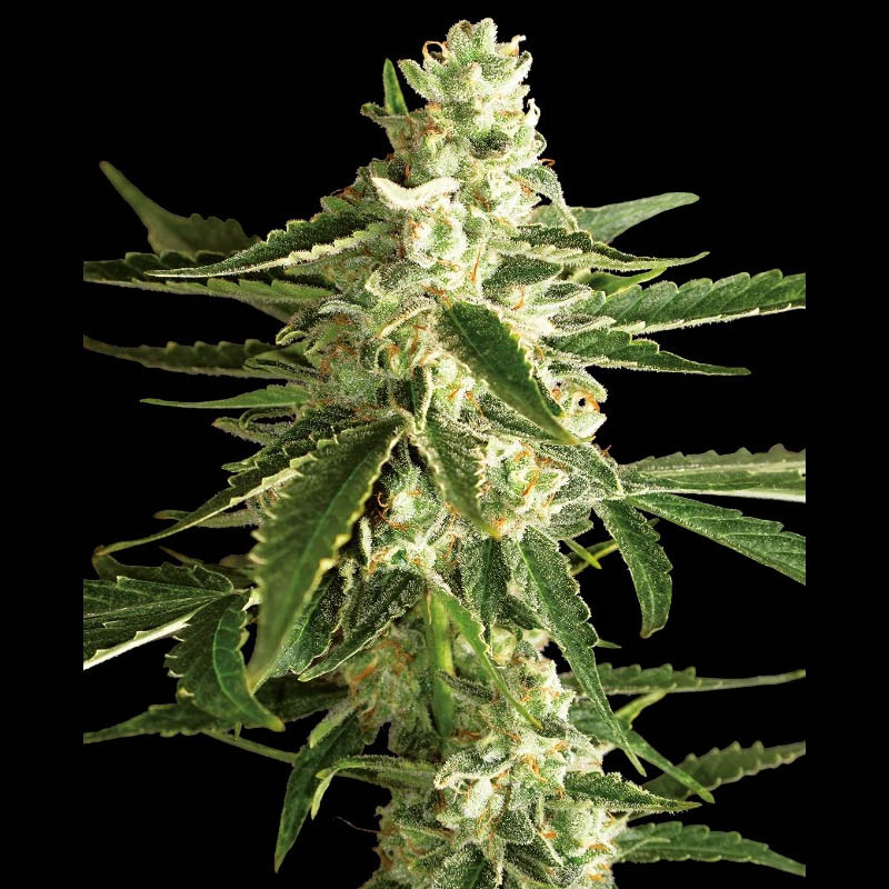 White Diesel Haze Auto - Sensi Seeds - Autoflowering Samen
