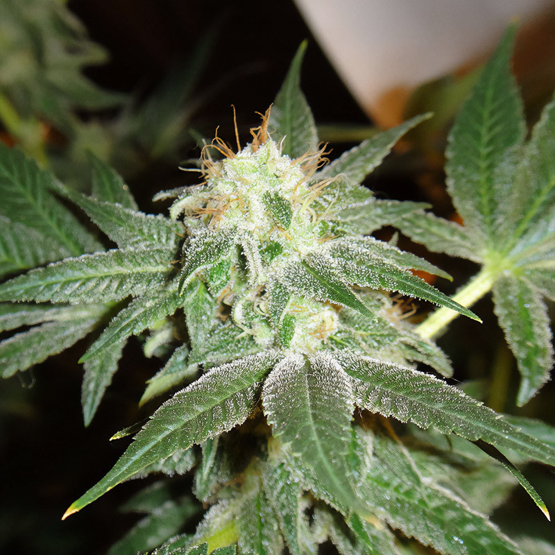 White Widow feminisierte Cannabissamen kaufen