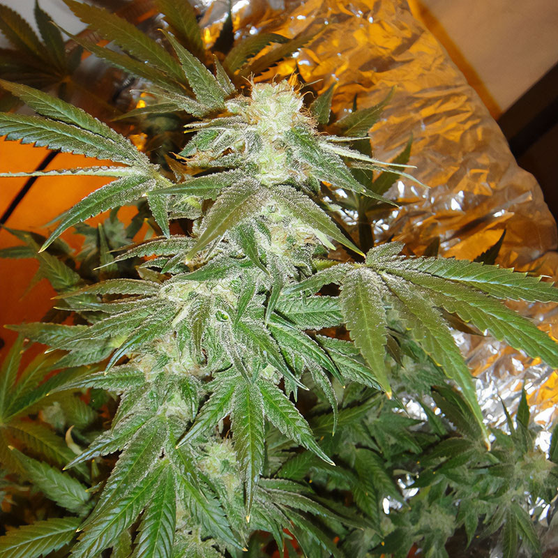 White Widow feminisierte Cannabissamen, Ansicht 2