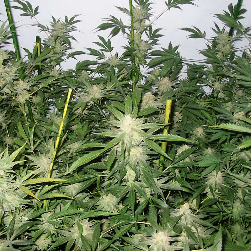 White Widow feminisierte Cannabissamen, Ansicht 3