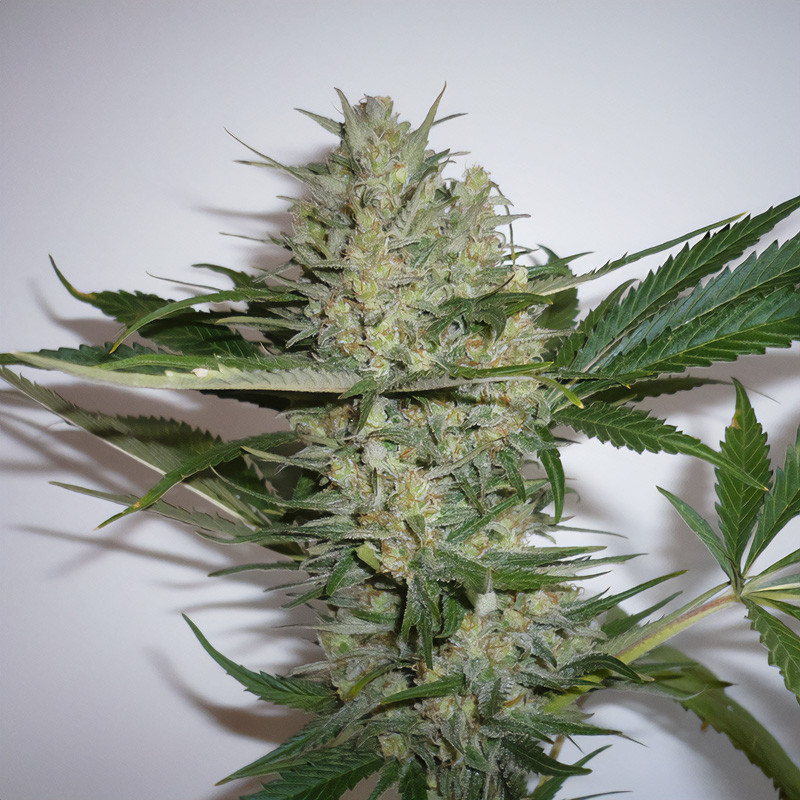 White Widow feminisierte Cannabissamen, Ansicht 4