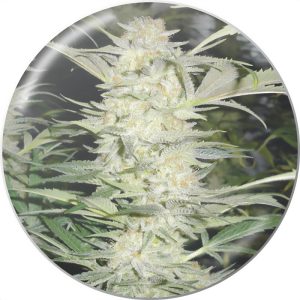 White Widow - Medical Seeds - feminisierte Samen