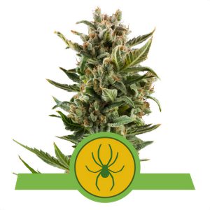 White Widow - Royal Queen Seeds - Autoflowering Samen