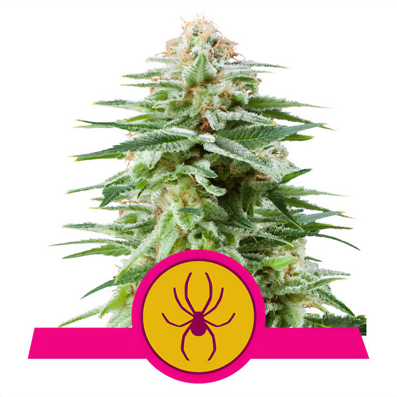 White Widow - Royal Queen Seeds - feminisierte Samen