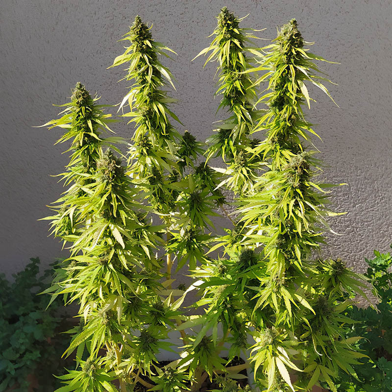 Y Griega Cbd 2 0 Medical Seeds CBD Cannabissamen, Ansicht 2