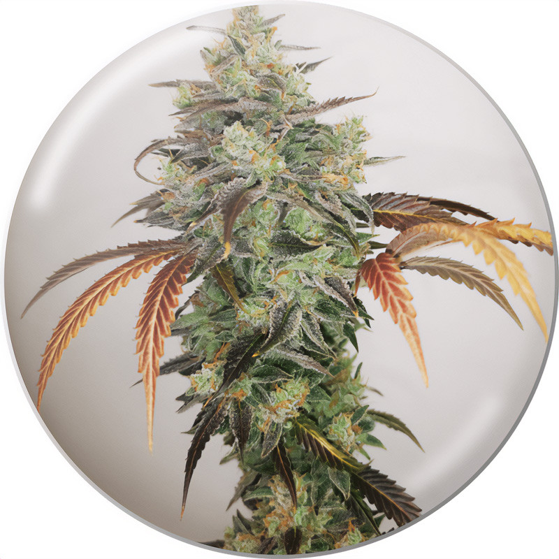 Y Griega CBD 2.0 - Medical Seeds - Samen