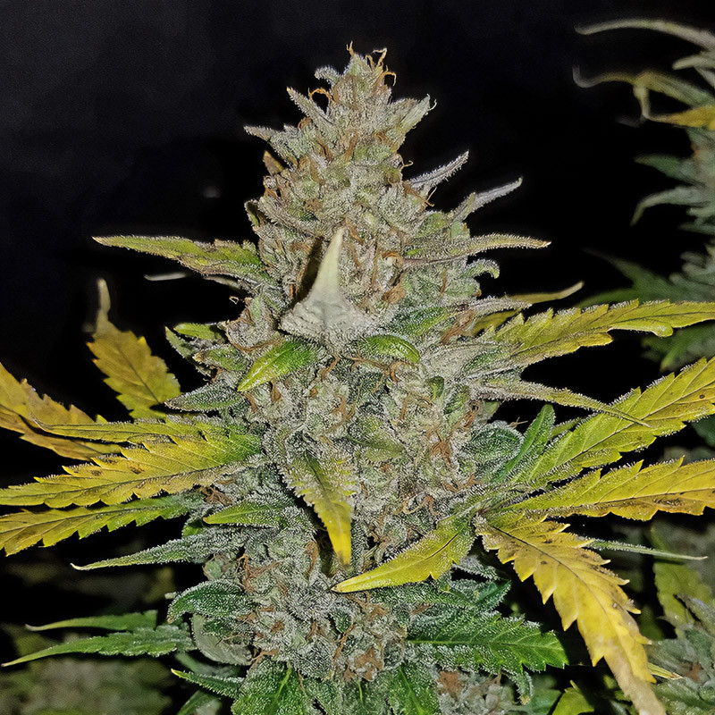 Zkittlez Auto autoflowering Cannabissamen, Ansicht 2