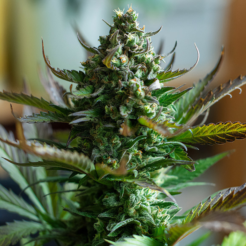 Zkittlez Auto autoflowering Cannabissamen, Ansicht 3
