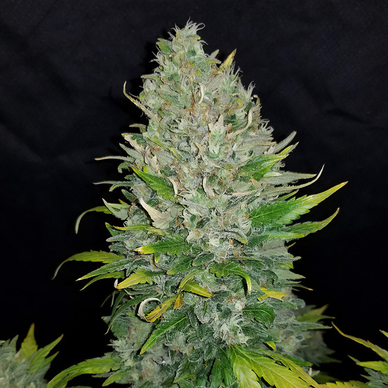 Zkittlez Auto - FastBuds - Autoflowering Samen