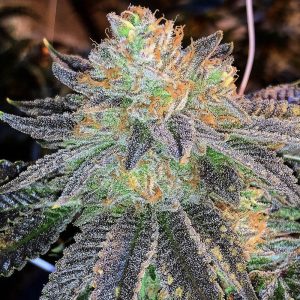 Zkittlez feminisierte Cannabissamen kaufen