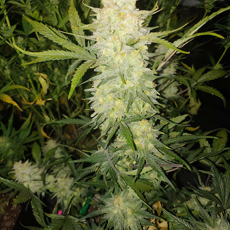 Zkittlez Killer Xxl Autoflowering Cannabissamen, Ansicht 2