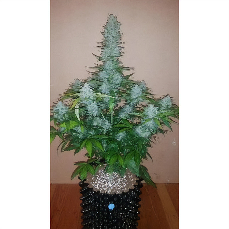 Zkittlez Killer Xxl Autoflowering Cannabissamen, Ansicht 3