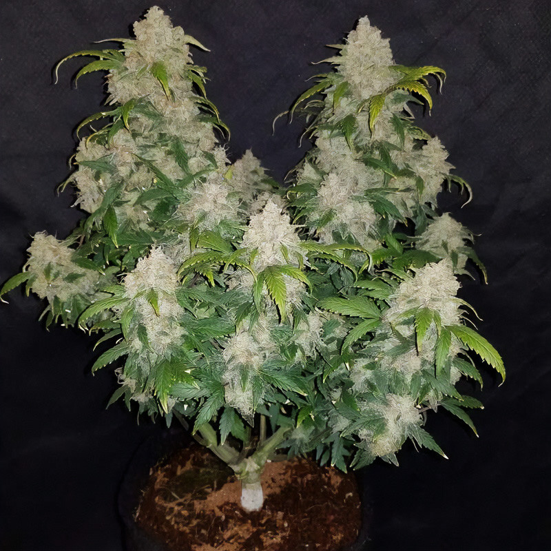 Zkittlez Killer Xxl Autoflowering Cannabissamen, Ansicht 4