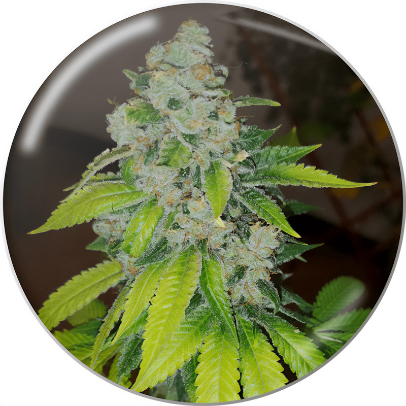 Zkittlez - Medical Seeds - feminisierte Samen