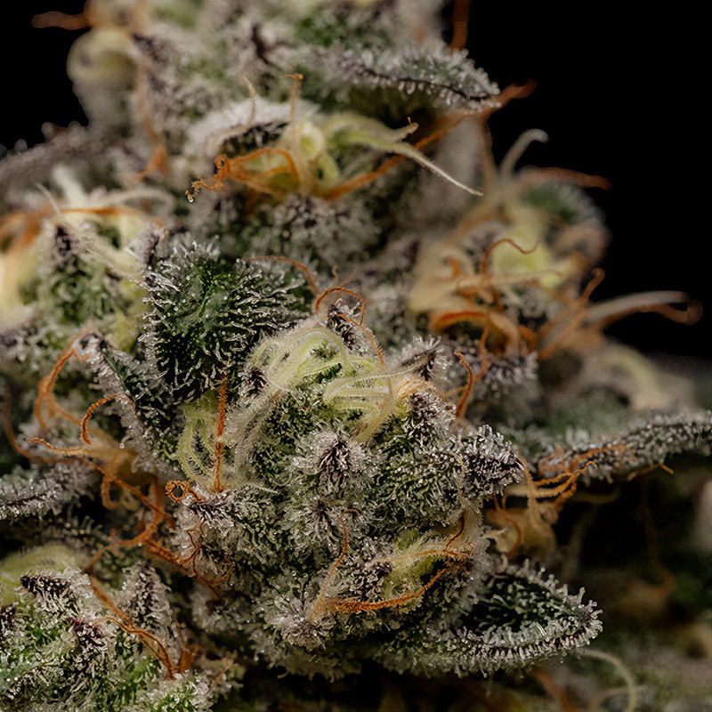 Zombie Bride feminisierte Cannabissamen, Ansicht 3