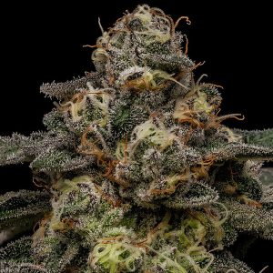 Zombie Bride - Ripper Seeds - feminisierte Samen