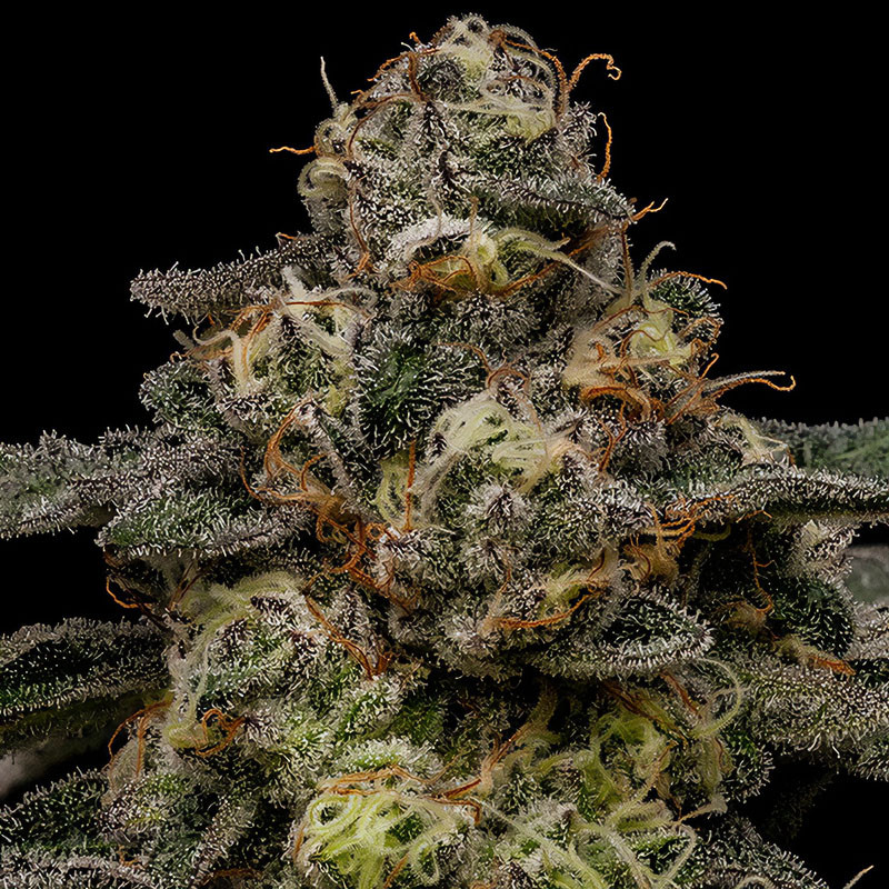 Zombie Bride - Ripper Seeds - feminisierte Samen