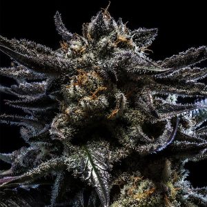 Zombie Kush - Ripper Seeds - feminisierte Samen
