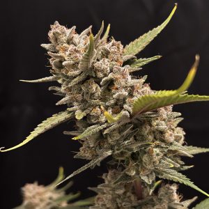 Ztrawberriez Auto - FastBuds - Autoflowering Samen